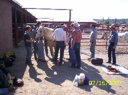 Learning to load pack horse.